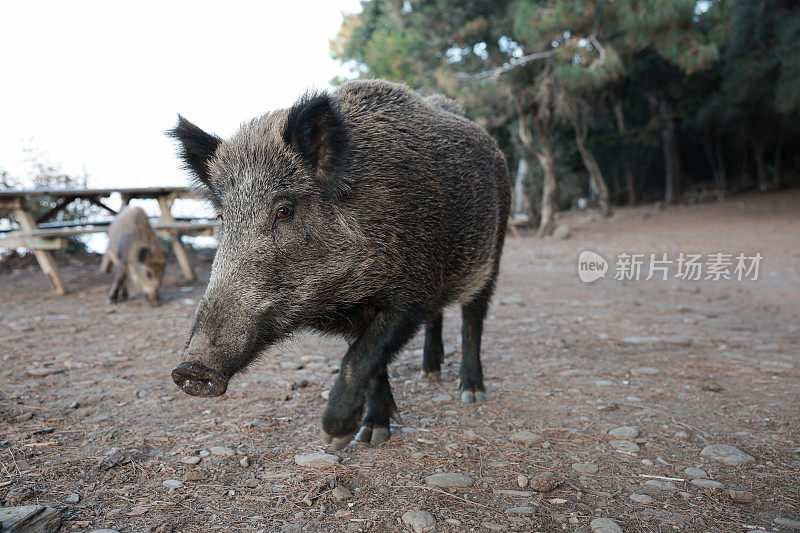 野猪(Sus scrofa)，欧亚野猪